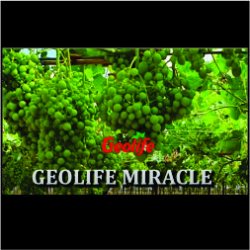 Geolife Grapes Balance nano & NV Marathi
