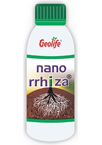 Nanorrhiza